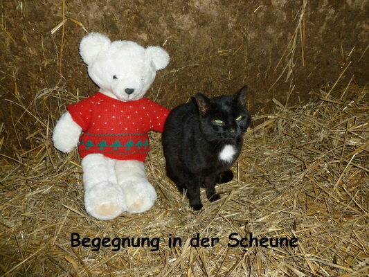 kellnerbaeren aurelia nof 10