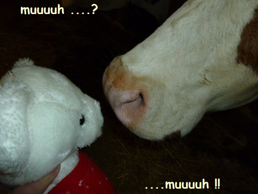 kellnerbaeren aurelia nof 11