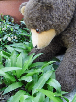 schnubbel brlauch nof