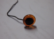 baerbara sir winston nof 04