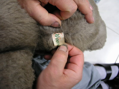 br vivlafrongs 06_nof