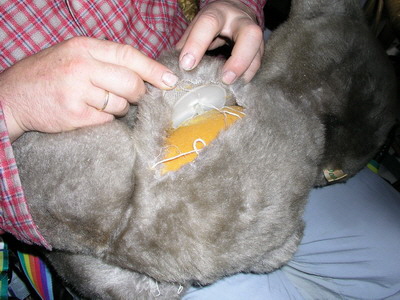 br vivlafrongs 09_nof